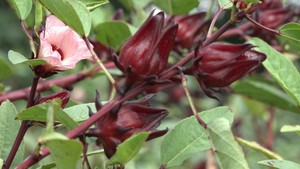 Thu nhập 20 triệu đồng/tháng từ trồng atiso đỏ