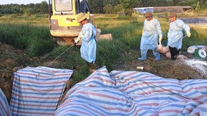 Hà Tĩnh xuất hiện ổ dịch tả heo châu Phi