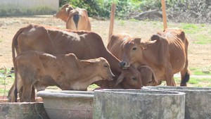 Doanh nghiệp Hàn Quốc đầu tư chăn nuôi bò tại Lâm Đồng