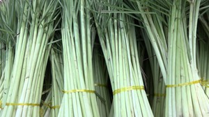 Trồng sả “làm chơi, ăn thiệt”