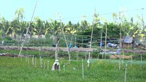 Ớn lạnh với việc sử dụng mô - tơ điện tưới rẫy ở các vùng trồng rau tỉnh Đồng Tháp