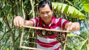 Nuôi ong ruồi lấy mật cho thu nhập cao