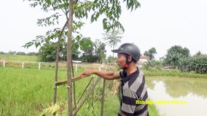 Tạm giữ nghi phạm chặt phá 141 cây gỗ xoan, xà cừ