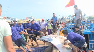 Ngư dân Lý Sơn bắt được 2 con cá nạng nặng hơn 1 tấn