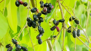 Mùa trâm chín tím ngát một góc trời quê