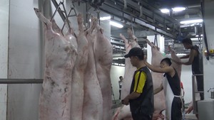 TP.HCM: Căng sức phòng chống dịch tả heo châu Phi
