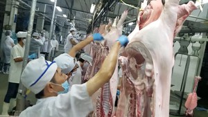 TP.HCM: Lấy nhiều mẫu thịt heo để giám sát dịch tả