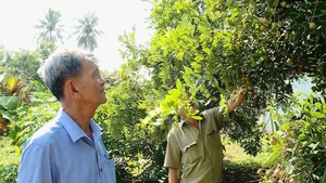 Ảnh hưởng của thời tiết, nhãn xuồng cơm vàng đạt năng suất thấp