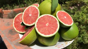 Cam ruột đỏ bén duyên ở vùng đất Lai Vung