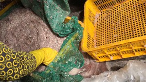 Bất thường thương lái tranh mua vảy cá