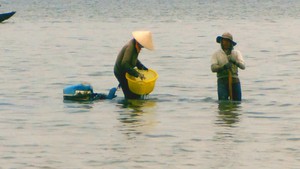 Nhộn nhịp mùa dời biển trên đầm Thủy Triều Cam Ranh