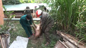 Xuất hiện thêm 3 ổ dịch tả heo châu Phi tại Đắk Lắk