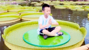 Đến Trung Quốc ngắm lá sen khổng lồ