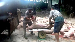 Nước mắt người chăn nuôi trong mùa dịch tả heo châu Phi