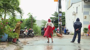 Phát hiện bầy heo nghi bị dịch tả heo châu Phi ở TP.HCM