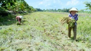 Lúa bị đổ ngã khiến người dân thất thu