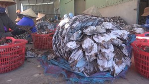 Ngư dân lao đao vì mực không xuất được sang Trung Quốc