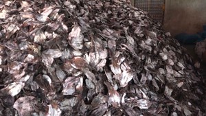 Trên 3.000 tấn mực ở Quảng Ngãi không xuất được sang Trung Quốc