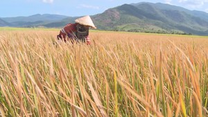 Phú Yên kiến nghị hỗ trợ 57 tỷ đồng chống hạn khẩn cấp