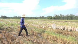 Trứng vịt giảm giá, người nuôi lao đao