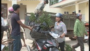 Trồng 75 ha cây lâm nghiệp trên đất bị lấn chiếm