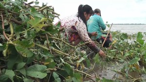 Những sản vật mùa nước nổi nơi rốn lũ