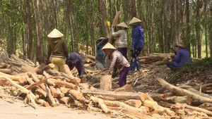 Mất mùa keo, người trồng rừng gặp khó