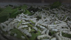Giá kén tằm giảm sâu tại Lâm Đồng