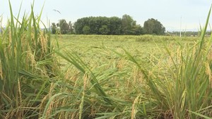 Quảng Ngãi: 2.500ha lúa bị ngã đổ gây thiệt hại cho nông dân