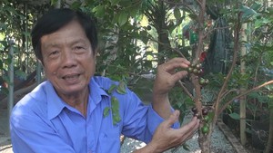 Góc nhìn trưa nay | Vườn nho thân gỗ độc lạ của thầy giáo xứ cù lao