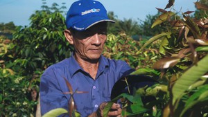Độc đáo mô hình trồng rau rừng ở vùng đất nóng “cháy da”