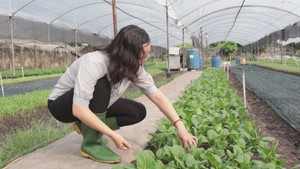 Góc nhìn trưa nay | Khám phá vườn rau hữu cơ 6 không giữa lòng Sài Gòn