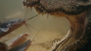 Video: Cách cá sấu lùn nín thở, ngụy trang để săn mồi
