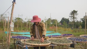 Góc nhìn trưa nay | Chàng trai trẻ biến đất khô cằn thành nông trại dược liệu