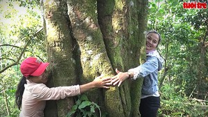 Thăm nóc nhà của những “cụ quế”