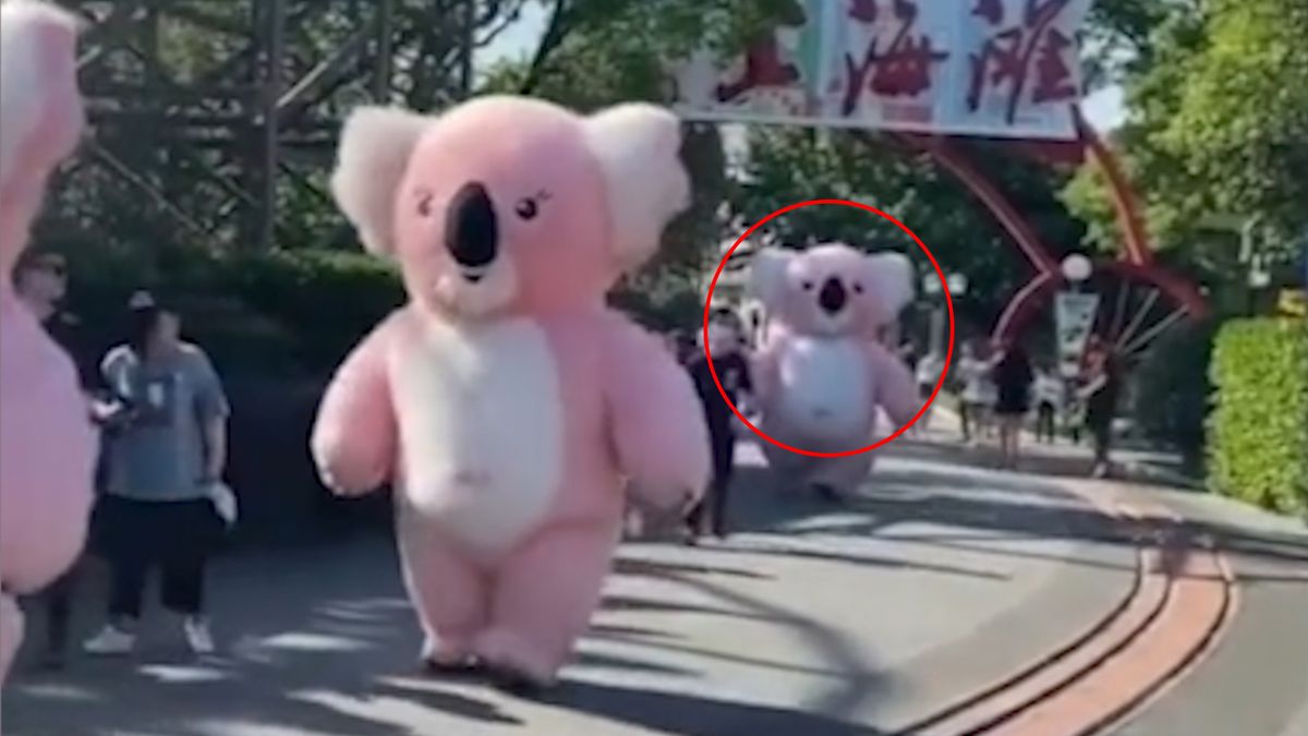 Cưng xỉu với thanh niên mascot gấu Koala chạy theo bạn