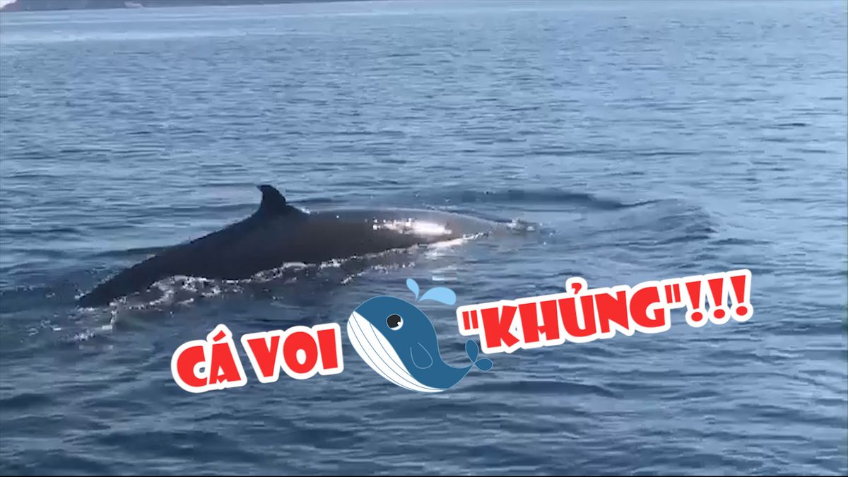 Cận cảnh cá voi 