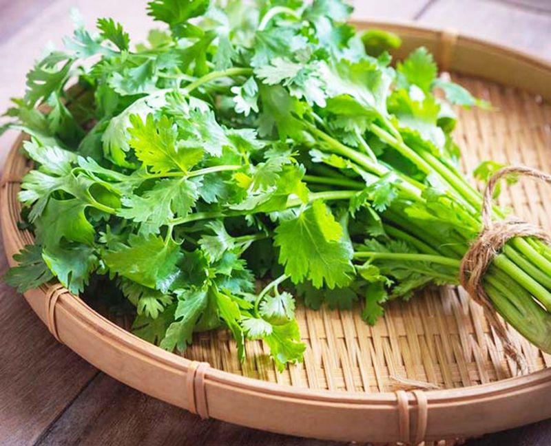 4 điều cấm kỵ khi ăn rau mùi kẻo tự