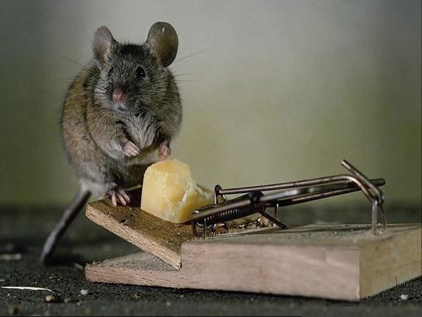 Chuột và bệnh dịch hạch