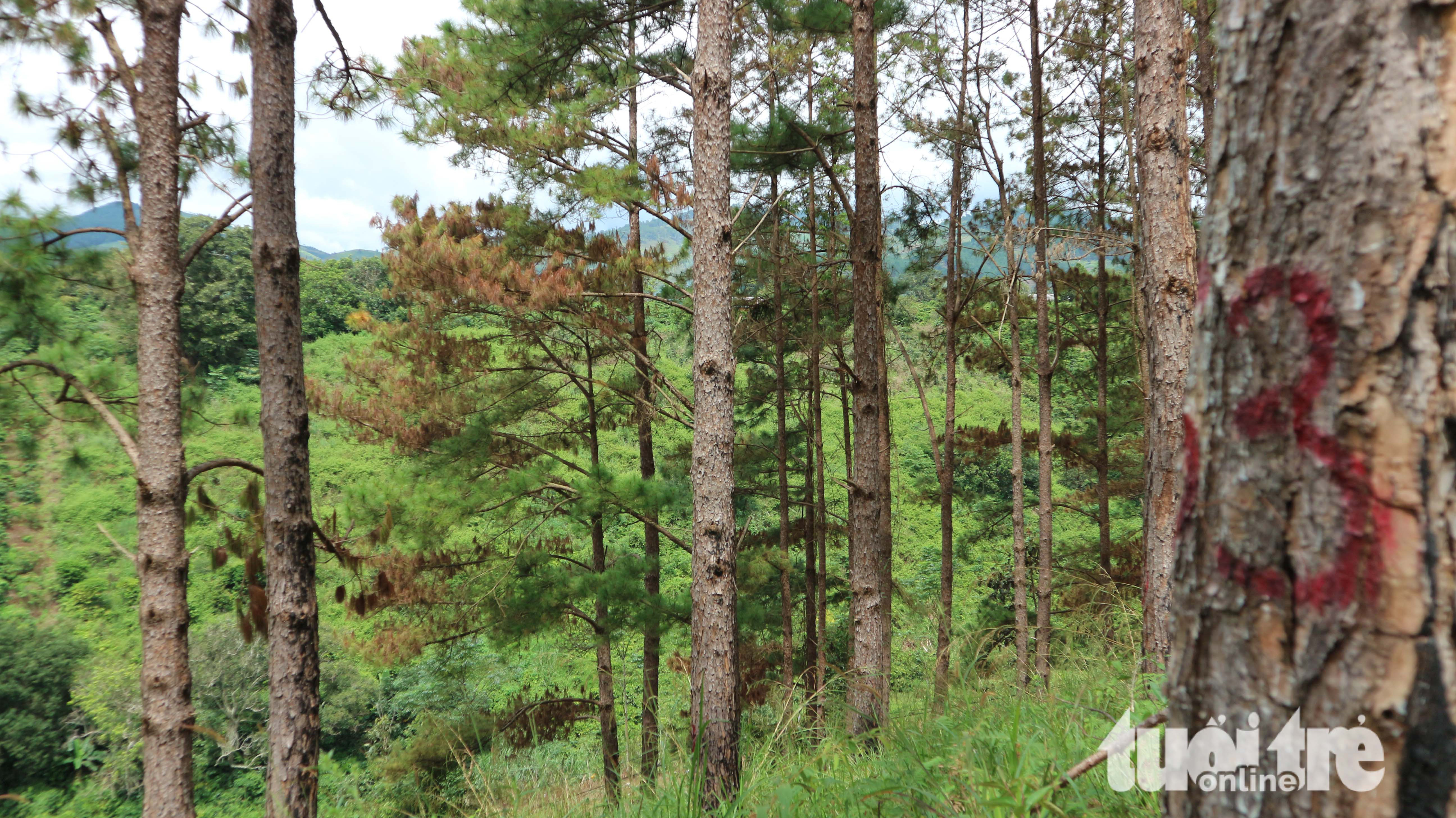 151 cây thông rừng Đà Lạt bị "đầu độc" bằng thuốc diệt cỏ