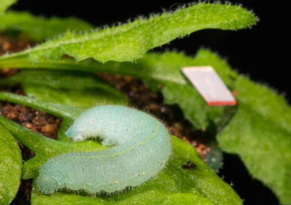 Plants can. Гусеницы на листьях клубники. Гусеница на листьях шпината. Акварель гусеница в листве. Включи гусеница листоверка листоверка.