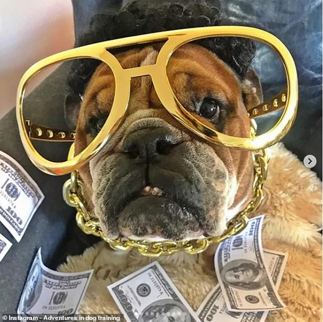Chú chó Roscoe của Hamilton kiếm 700 USD mỗi ngày - Ảnh 1.