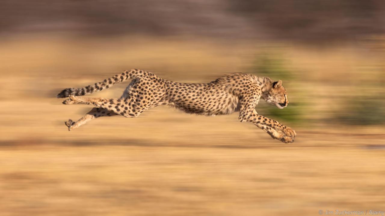 Vua săn mồi đáng sợ nhất trên mặt đất - Ảnh 2.