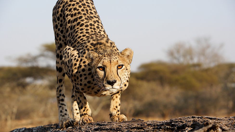 Vua săn mồi đáng sợ nhất trên mặt đất - Ảnh 4.