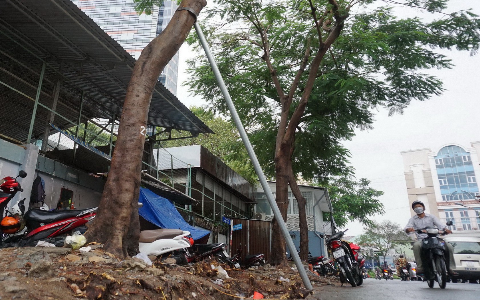 Sở Xây dựng TP.HCM đề nghị xử lý vụ hàng loạt cây xanh bị 'bê tông hóa'- Ảnh 2. Tái diễn tình trạng bức tử cây xanh tại TP.HCM
