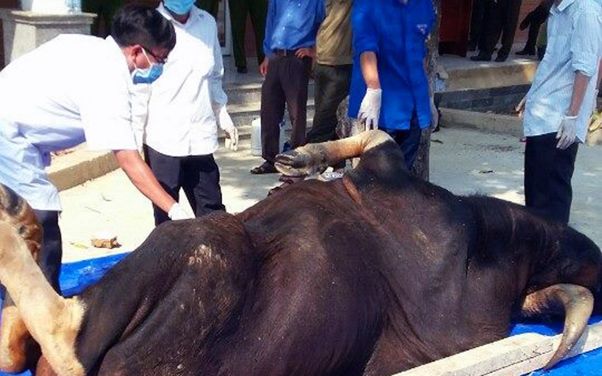 'Rác trong khung kính', thú chơi tiêu bản kiếm tiền triệu- Ảnh 4. Giữ lại xác bò tót chết làm tiêu bản nghiên cứu khoa học
