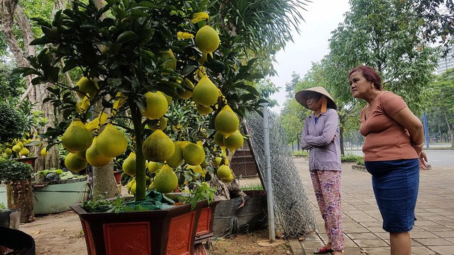 Bưởi Diễn chưng Tết đã có ở TP.HCM, giá cao nhất 65 triệu đồng/cây - Ảnh 2. Bưởi Diễn chưng Tết đã có ở TP.HCM, giá cao nhất 65 triệu đồng/cây - Ảnh 2.