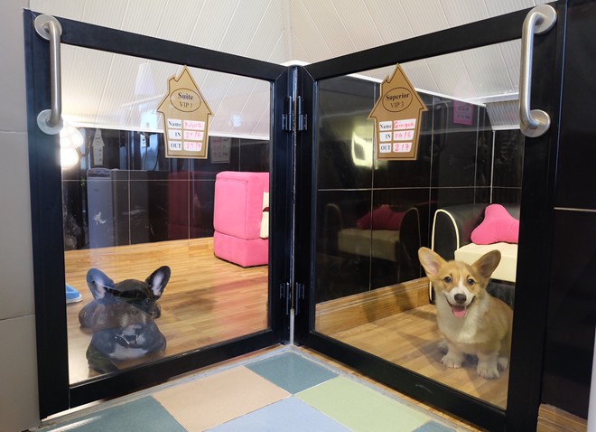 Chi tiền triệu cho dịch vụ chăm chó mèo ngày tết - Ảnh 3.