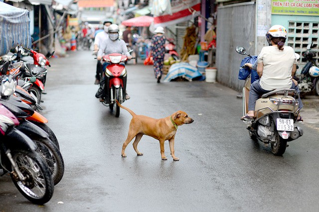 Hà Nội buộc đăng ký với chính quyền khi nuôi chó, mèo - Ảnh 1.