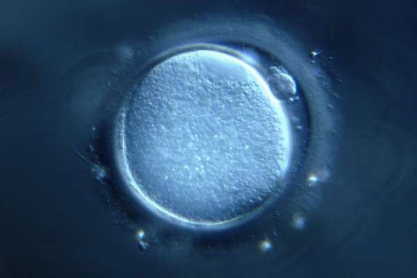 Đột phá nuôi thành công trứng người từ tế bào buồng trứng - Ảnh 1.